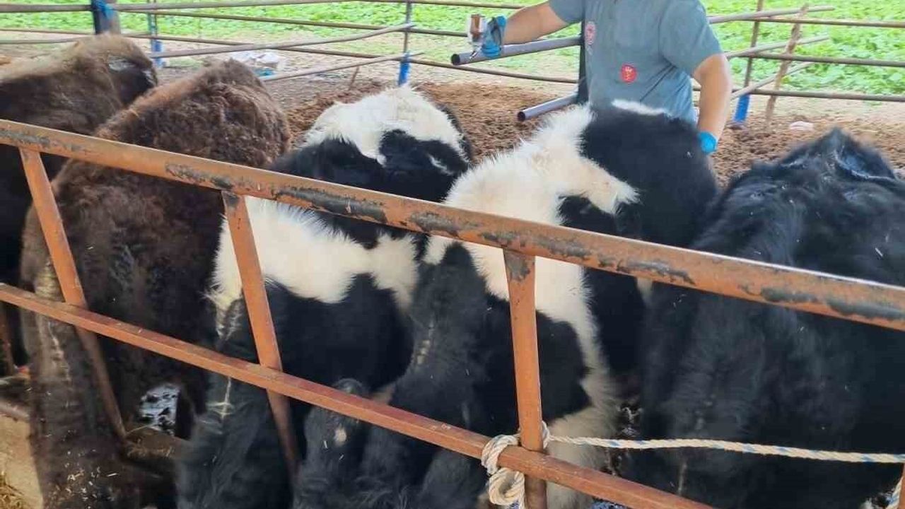 Karpuzlu’da hayvan sağlığı için aşı ve yol kontrolleri yoğunlaştı
