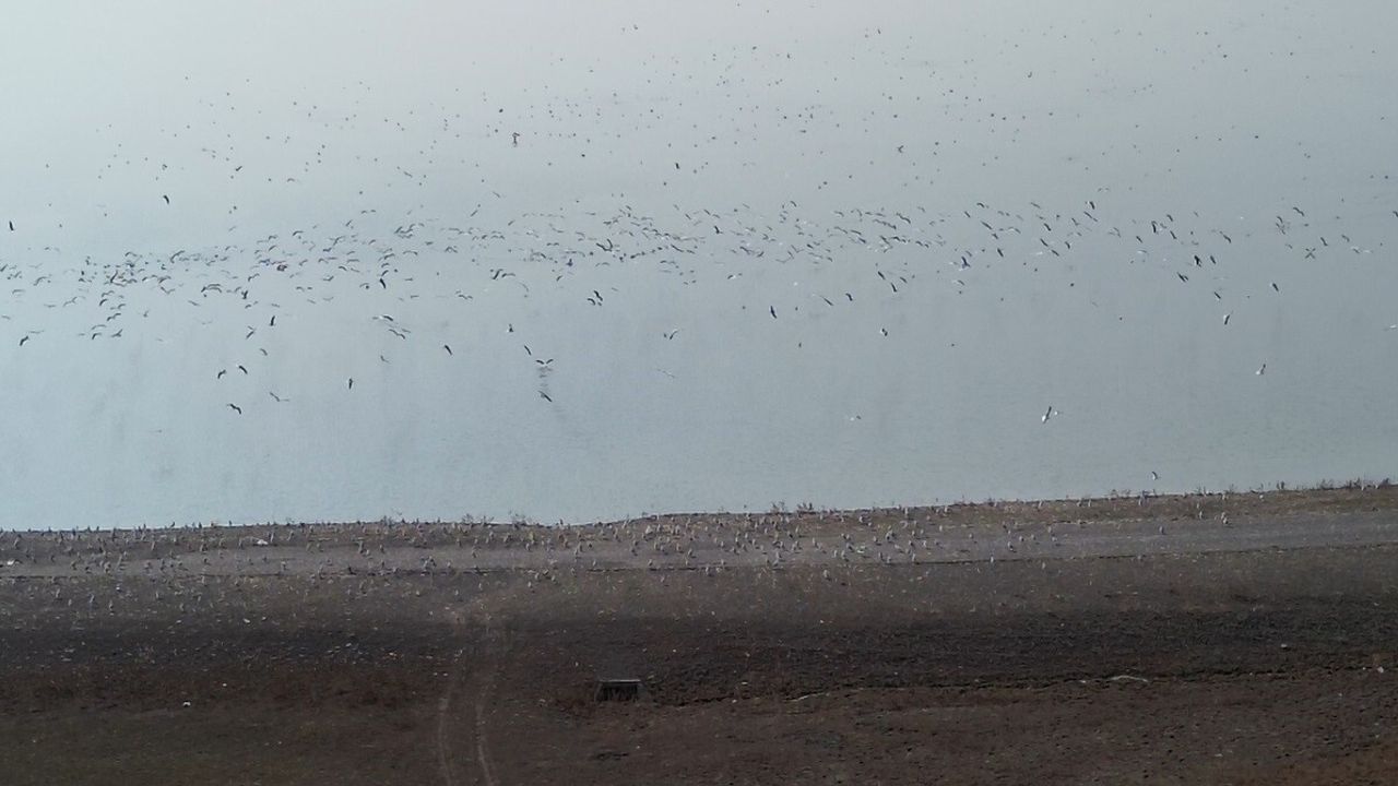 Kars Barajı göçmen kuşların yeni dinlenme noktası