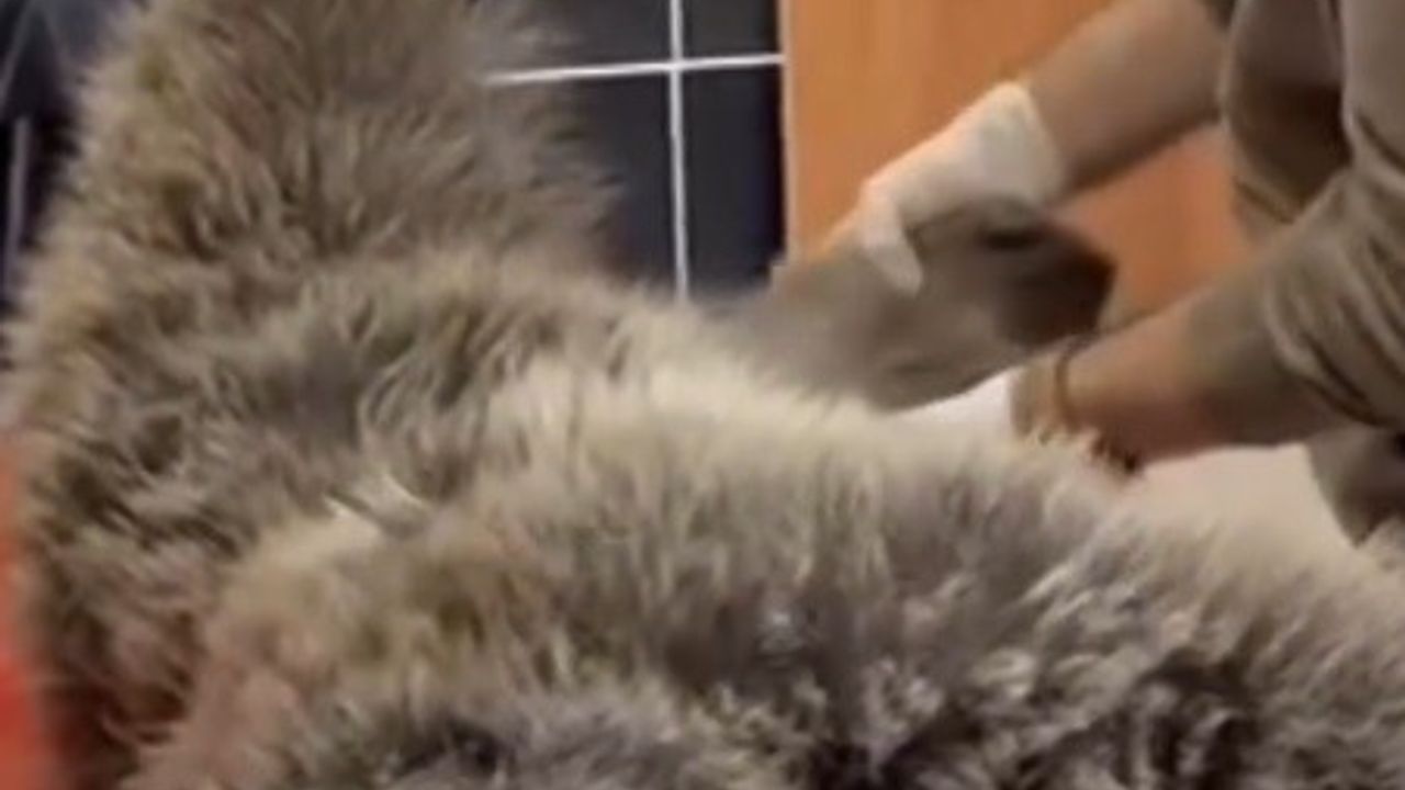 Kars Sarıkamış’ta Yaralı Bozayı Kafkas Rehabilitasyon Merkezi’nde Tedavi Ediliyor