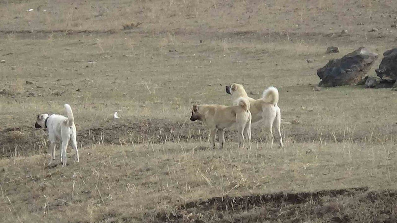 Kars’ta göçerlerin zorlu dönüş yolculuğu