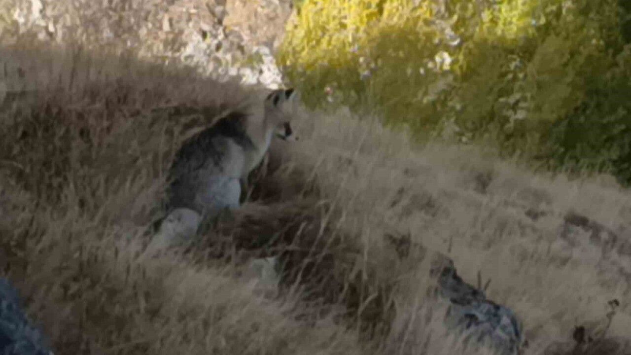 Kars'ta kızıl tilki Kars Kalesi çevresinde yiyecek ararken görüntülendi