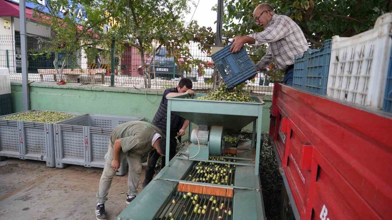 Kazdağları'nda yeşil çizik zeytin sezonu başladı: elek ve renk ayıklama