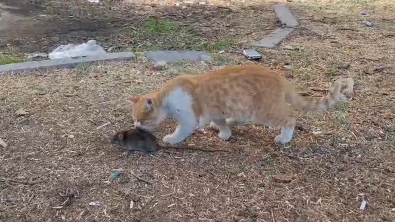 Kedi ve Fare Dostluğu Şaşırtıyor