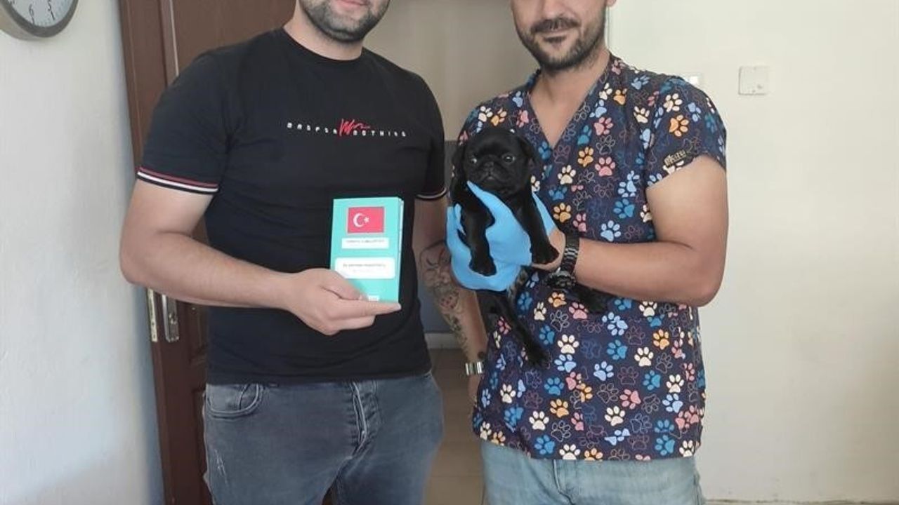 Kedi ve köpeklerin kimliklendirilmesi için son tarih 31 Aralık 2025