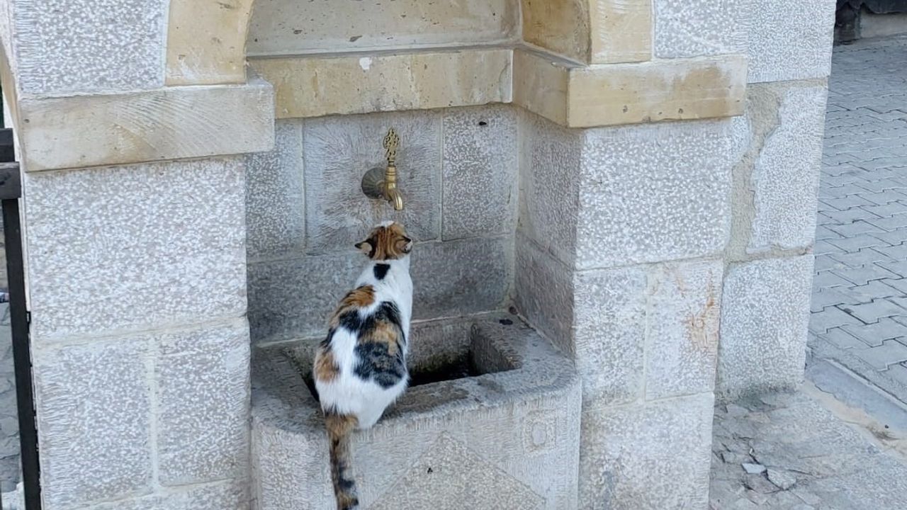 Kemaliye’nin çeşme müdavimi kedisi Tekir ilgi odağı oldu