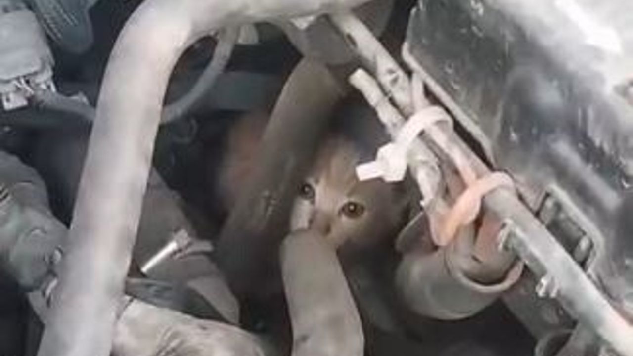 Kemalpaşa-Hopa hattında motor bölümünde taşınan 4 yavru kedi itfaiye tarafından kurtarıldı