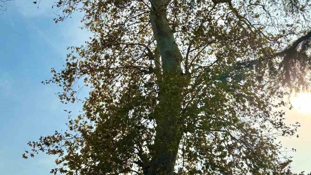 Keşap'ta 6,5 m çapındaki asırlık çınarın koruma talebi