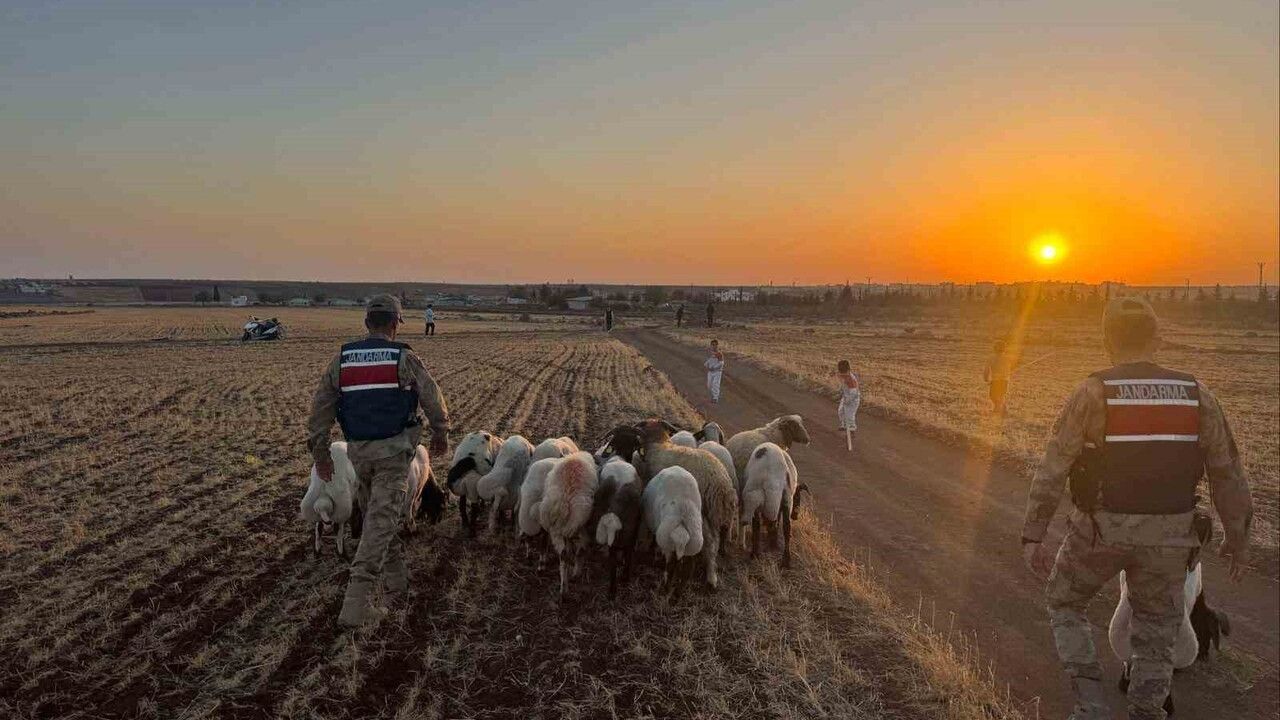 Kilis’te 19 küçükbaş hayvan jandarma tarafından bulunup sahibine teslim edildi