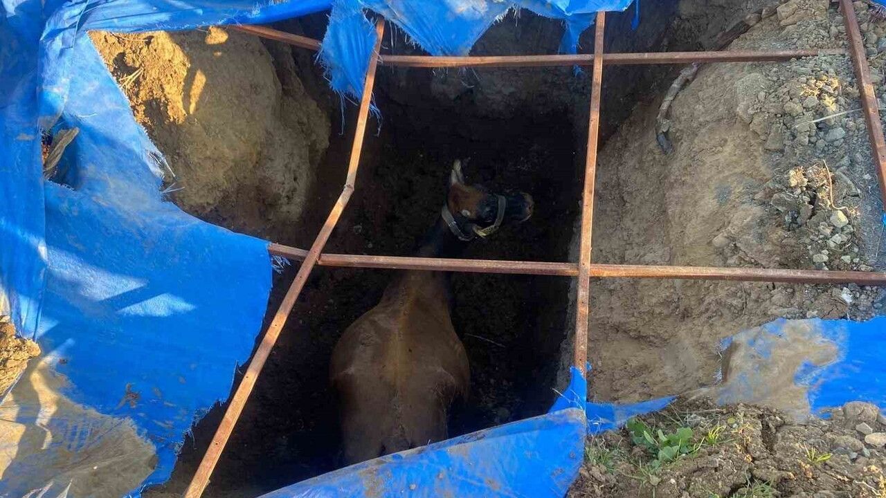 Kırıkhan'da çukura düşen büyükbaş itfaiye ve iş makinesiyle kurtarıldı