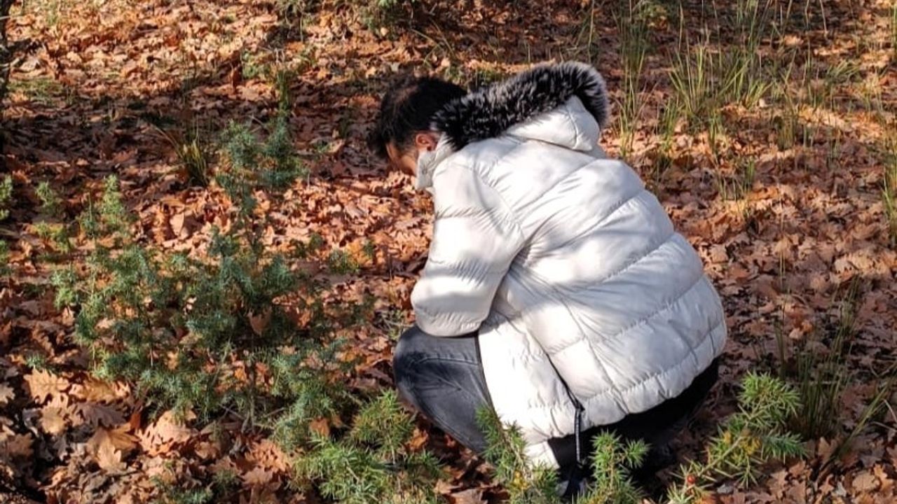 Kırklareli’de süneyle mücadele: Sonbahar Kışlak Sürveyleri başladı