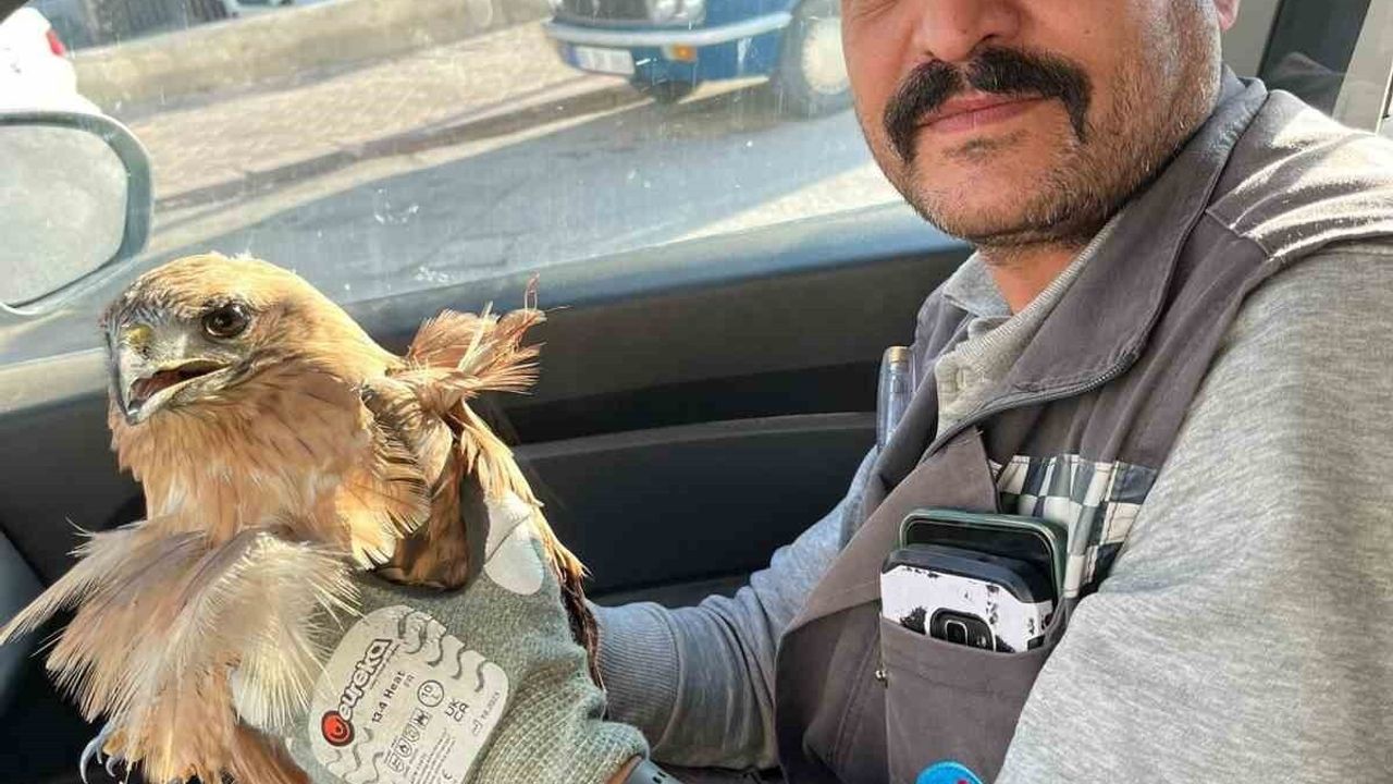 Kırşehir'de yaralı şahin tedavi altına alındı