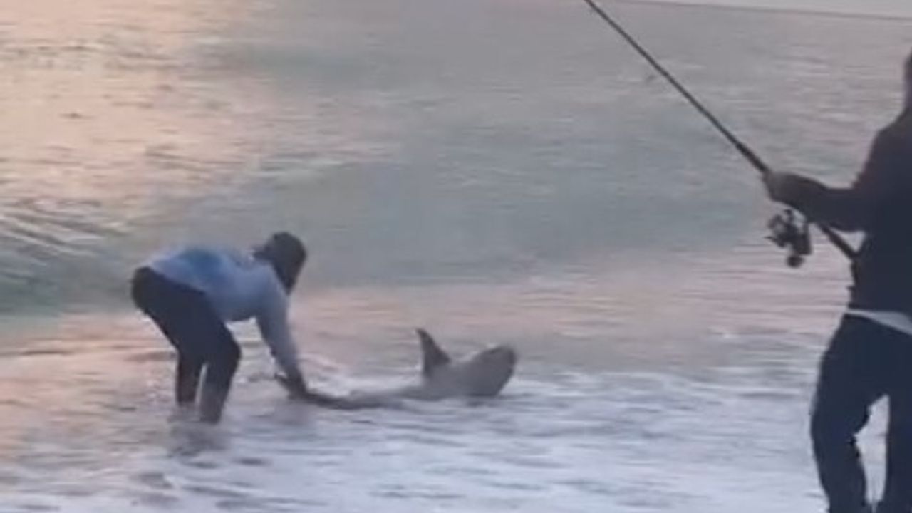 Kıyı oltasına takılan kum köpek balığı — Kumköy, Aksu