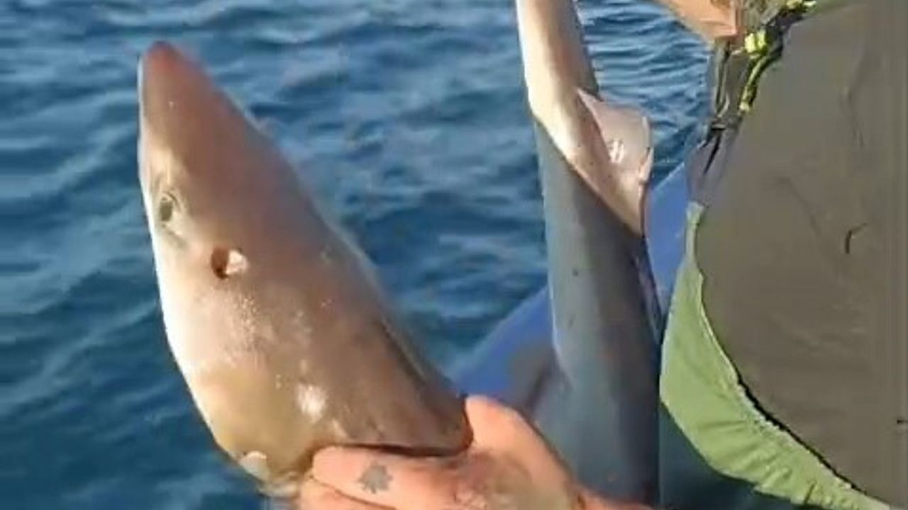 Kıyıköy açıklarında ağlara takılan camgöz canlı olarak denize bırakıldı