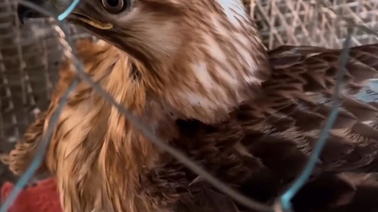 Kızıl şahin Tuşba'da koruma altına alındı