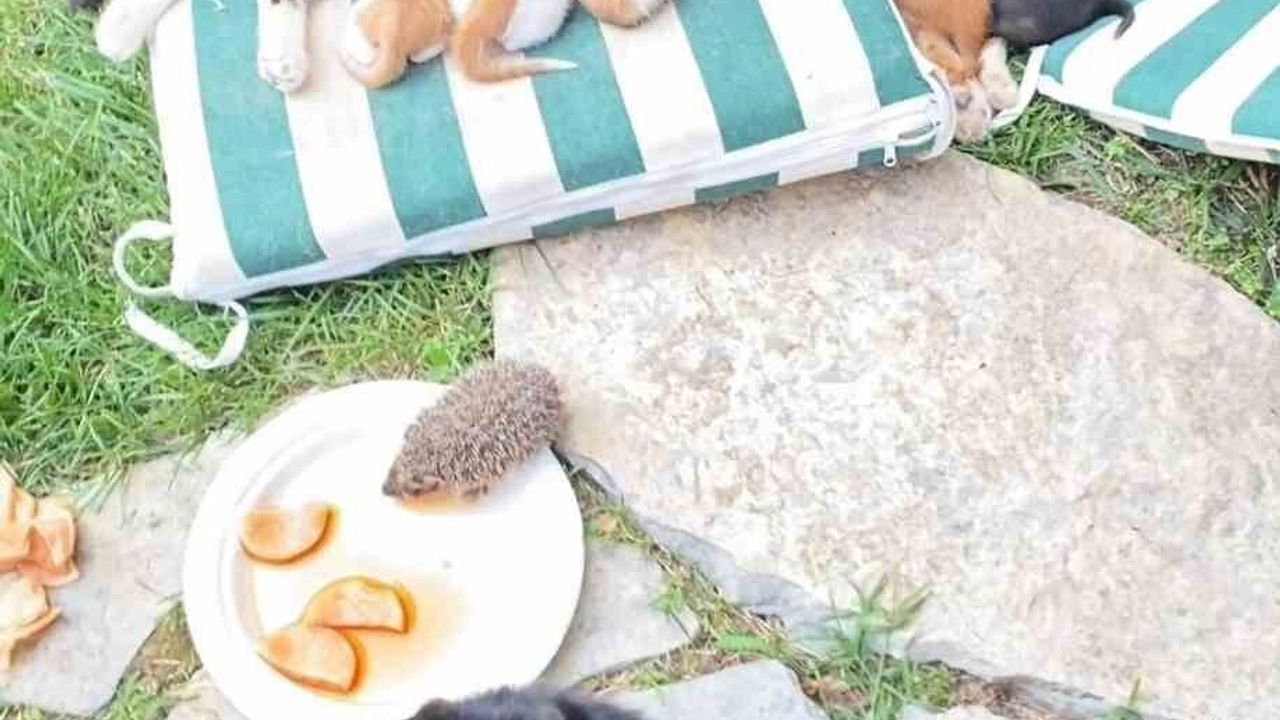 Kocaeli'de Anne Kedi ve Kirpi Yavrularının Süt Kardeşliği