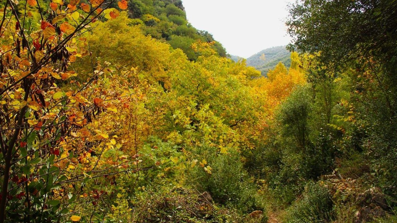 Koçak Kanyonu Sonbaharda Öne Çıktı: Doğaseverler 'Tabiat Parkı' Talep Ediyor