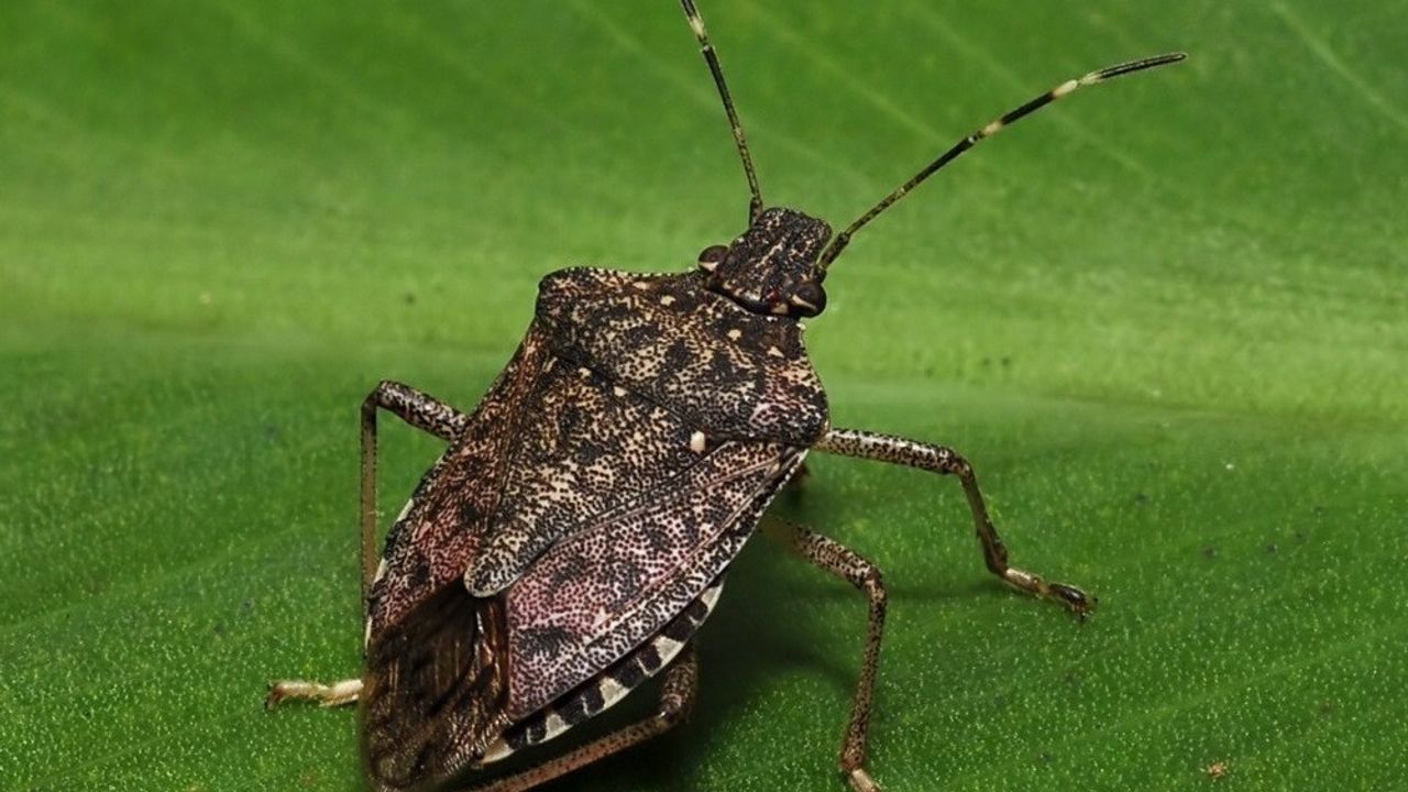 Kokarcanın fındıkta yol açtığı zarar artıyor