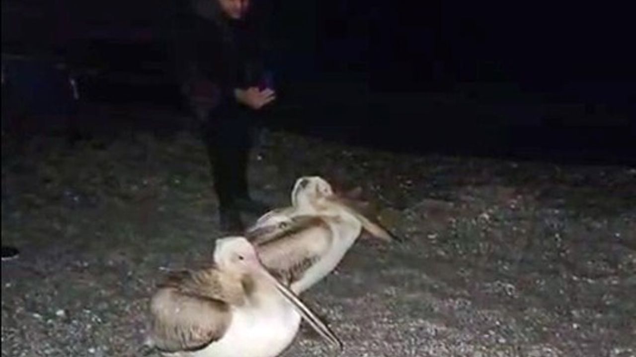 Konyaaltı Sahili'nde İki Pelikanın Görülmesi Şaşkınlık Yarattı