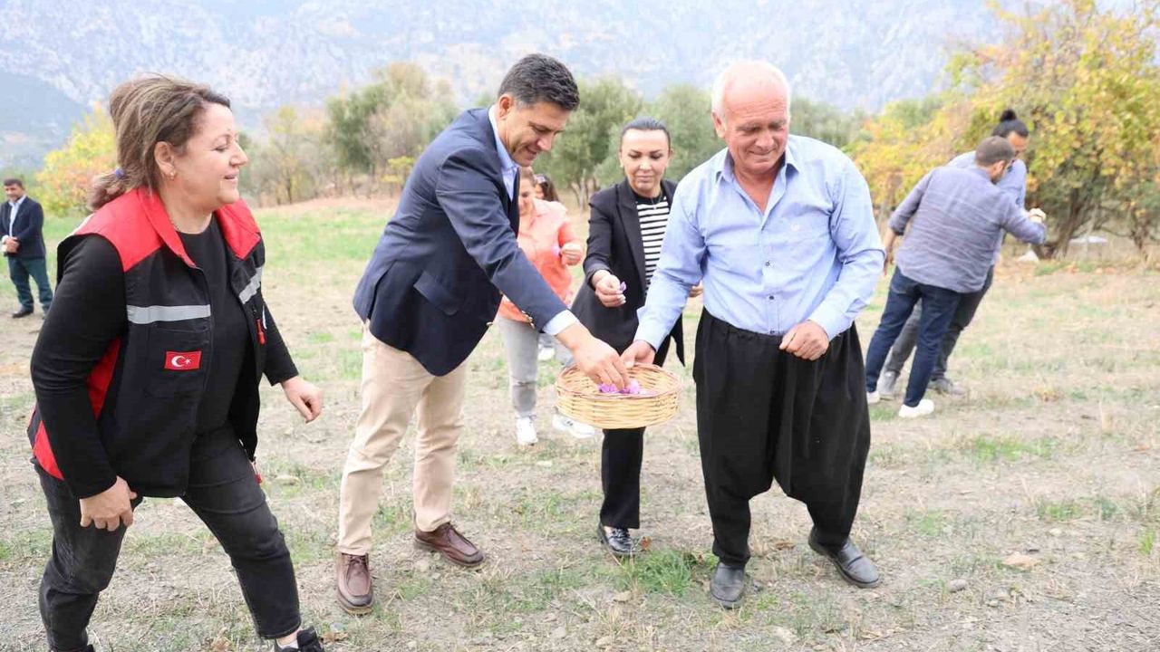 Kozan’da safran hasadı başladı — Gramı 600 TL’den alıcı buluyor