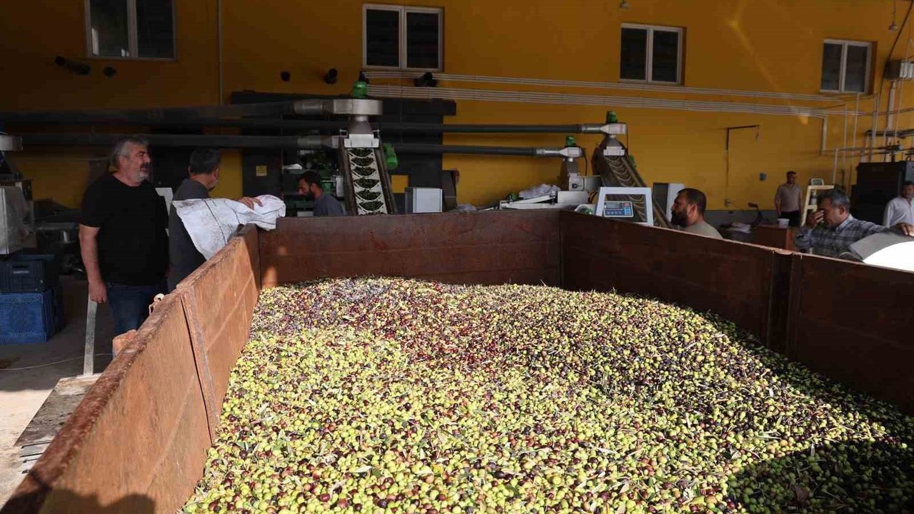 Kozan'da zeytinden yağ üretimi başladı: Rekolte geriledi