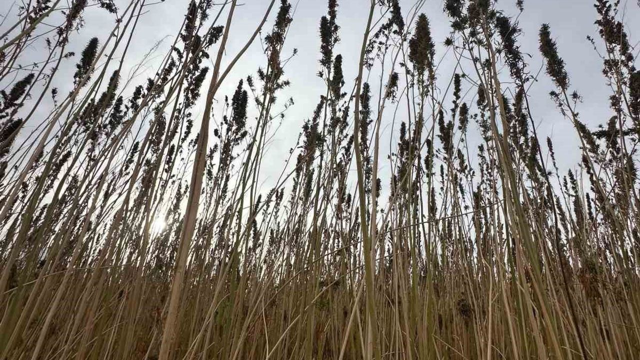 Kulu'da 15 dekarda endüstriyel kenevir hasadı başladı