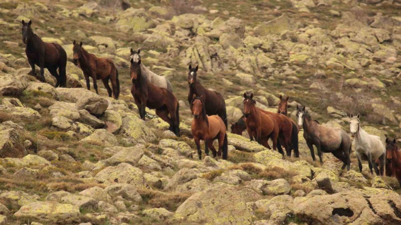 Kumalar Dağı'nda Bulutların Dansı ve Yılkı Atları Drone Görüntüleri