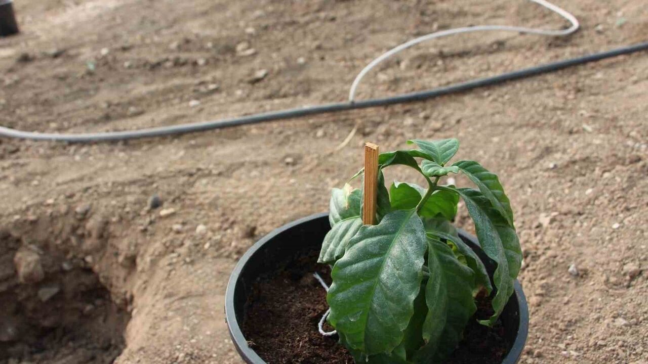 Kumluca’da ilkokul öğrencilerine teorik ve uygulamalı sağlık eğitimi