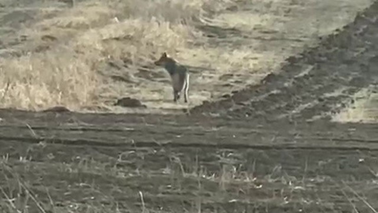 Kurtların yerleşimlere yaklaşması: Uzman Yıldız'tan uyarı