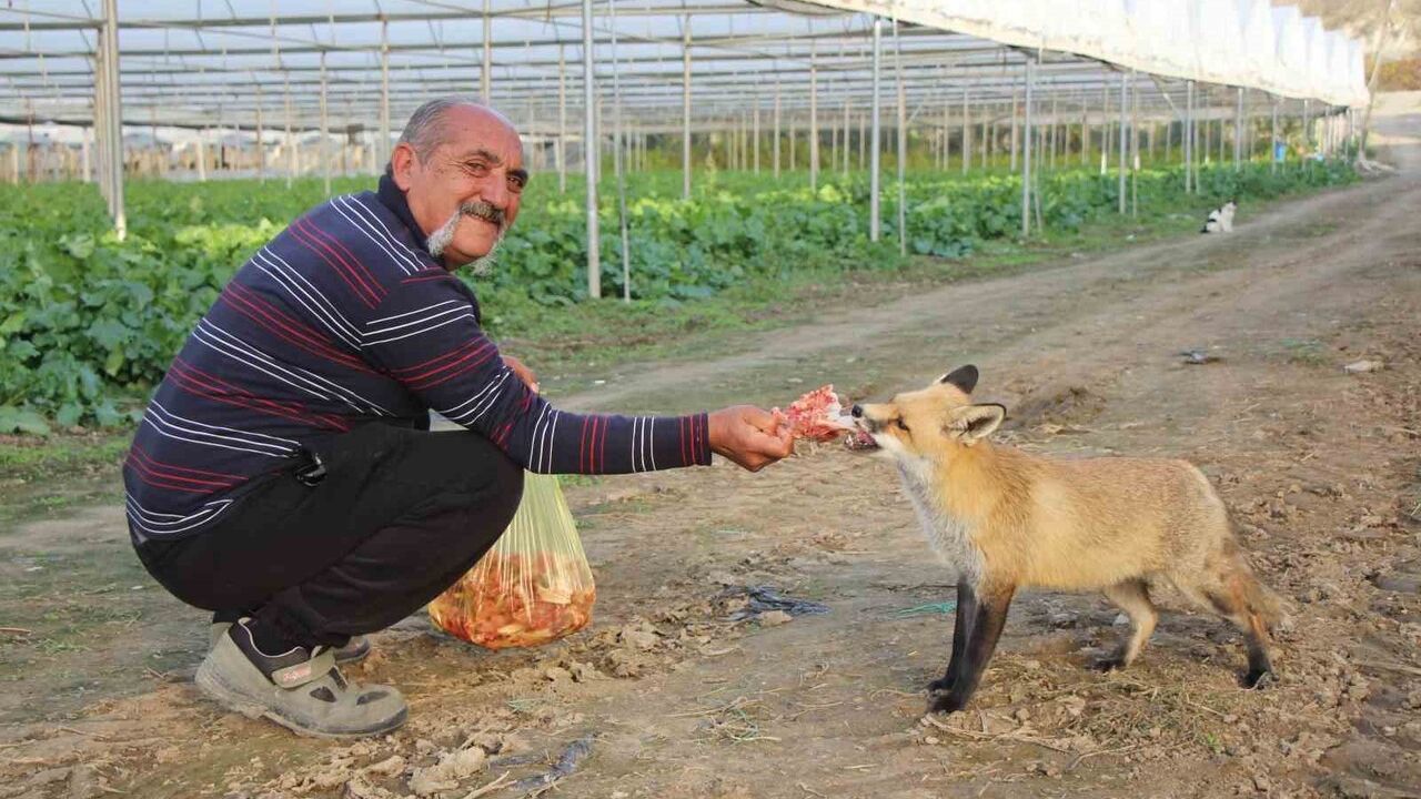 Küs Kardeşlerin Tilki Yarışı: Mangaldan Pastaya Sevgi