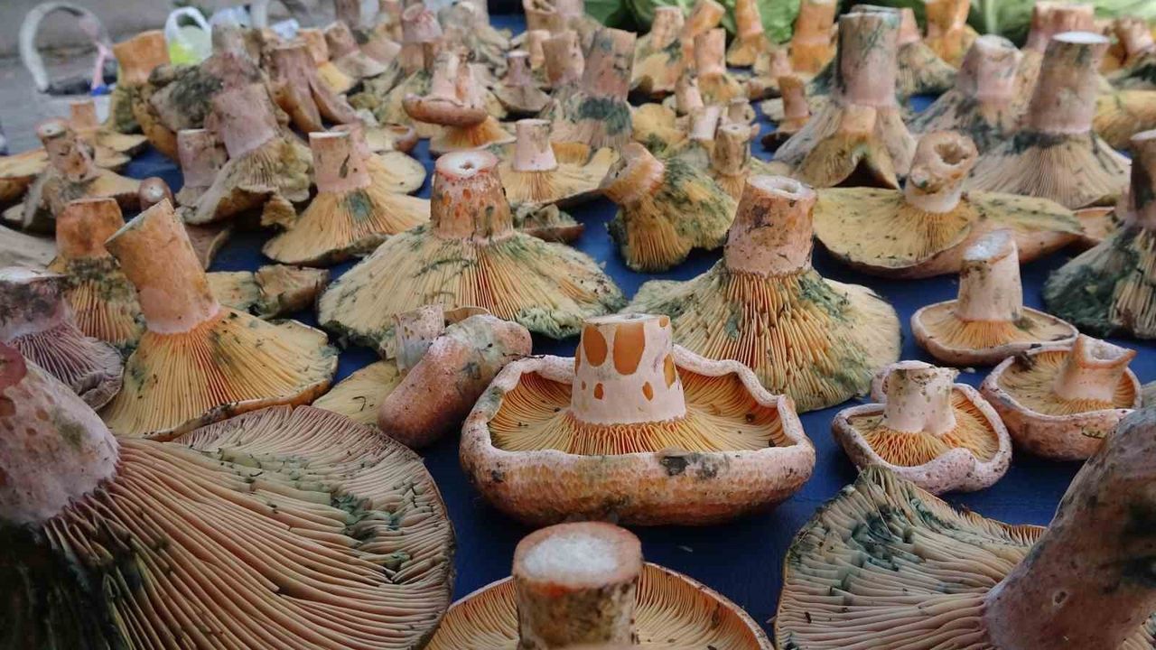 Kütahya'da Melki Mantarının Yükselişi