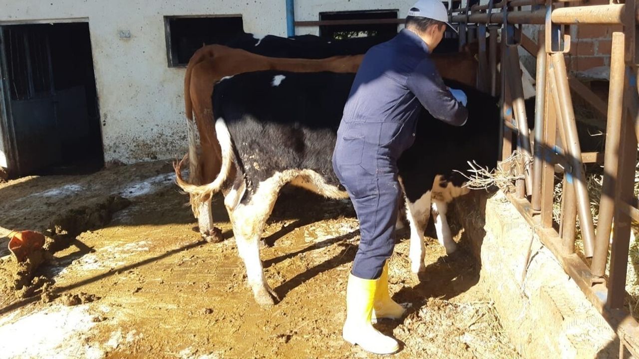 Kuyucak’ta şap alarmı: 20 mahallede hayvan nakli durduruldu