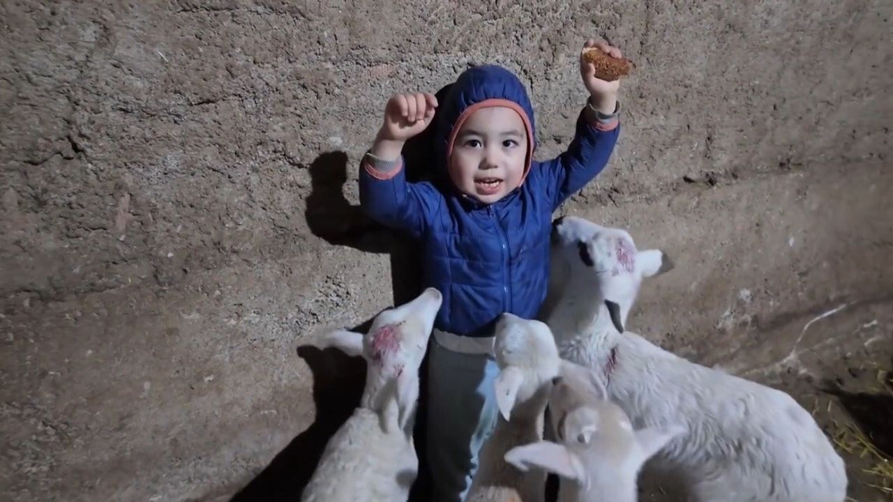 Kuzuların arasında kalan minik Yusuf'un tatlı anı