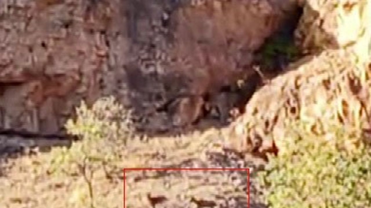 Malatya Arapgir'de Sürü Halinde Yaban Keçileri Görüntülendi