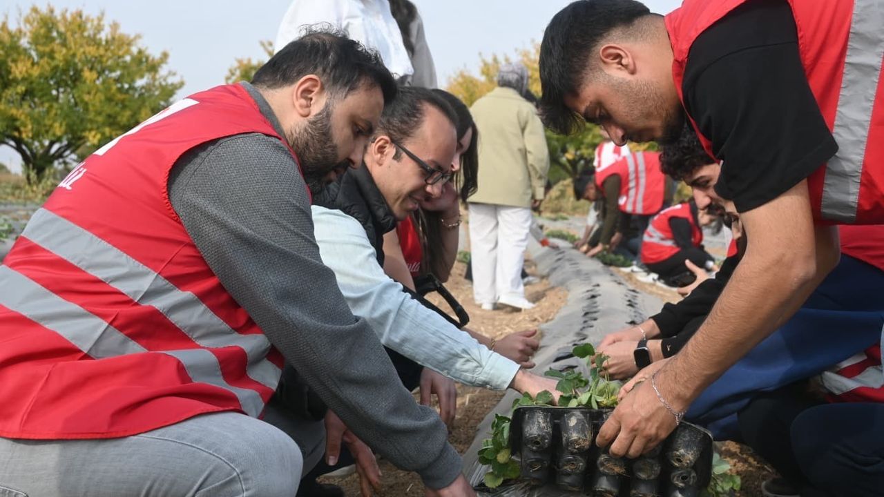 Malatya'da hibe destekli çilek yetiştiriciliği projesi başladı