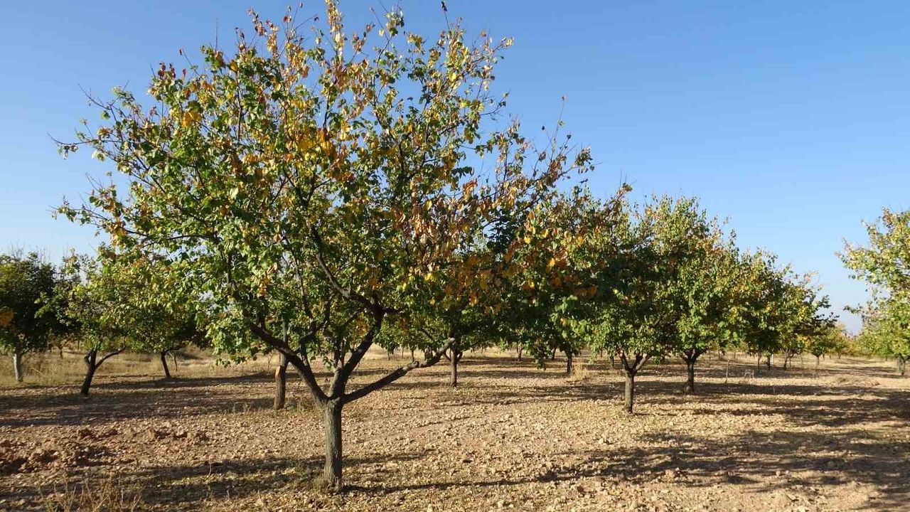Malatya'da zirai dondan etkilenen kayısı bahçeleri yeniden canlanıyor