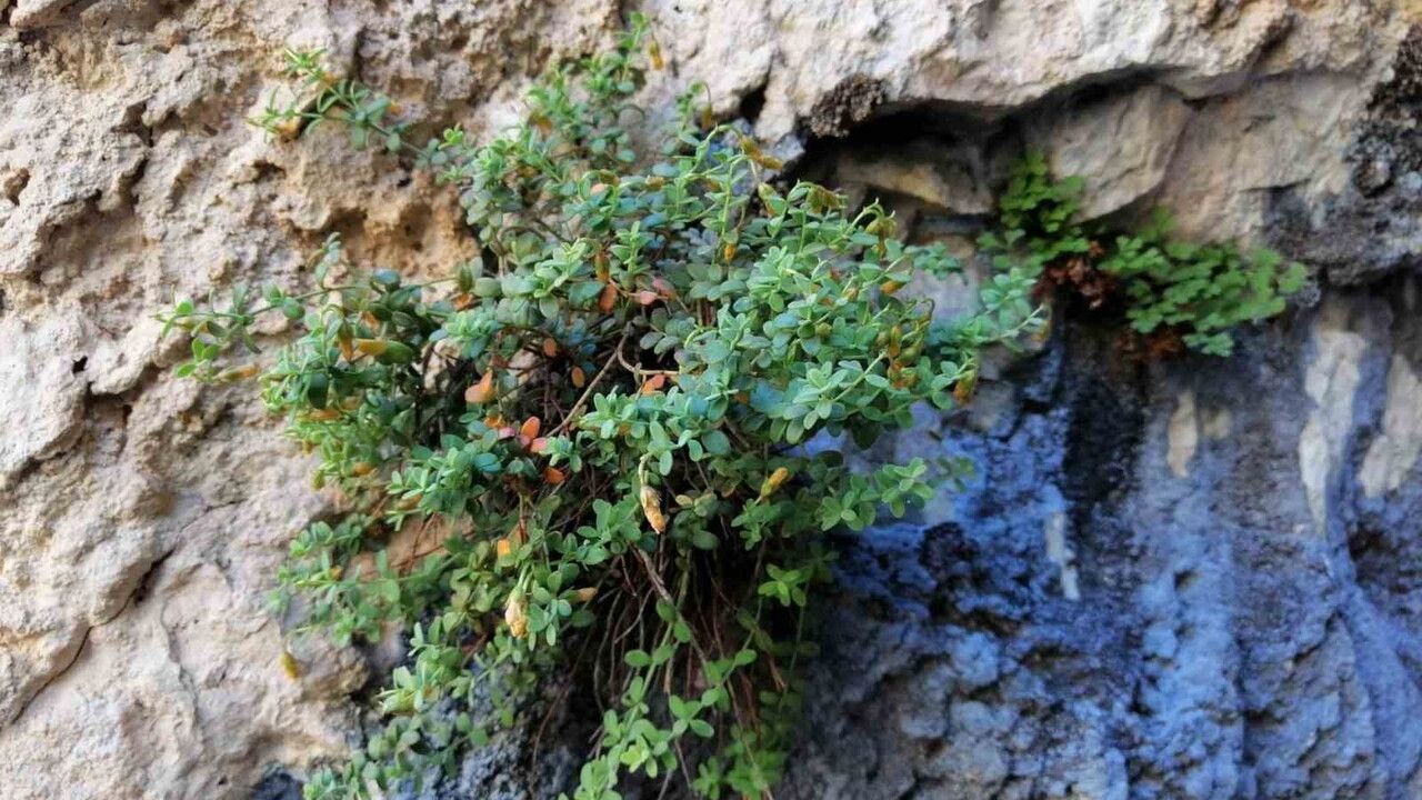 Malatya endemiği Hypericum malatyanum, sarı kantarondan daha güçlü bulundu