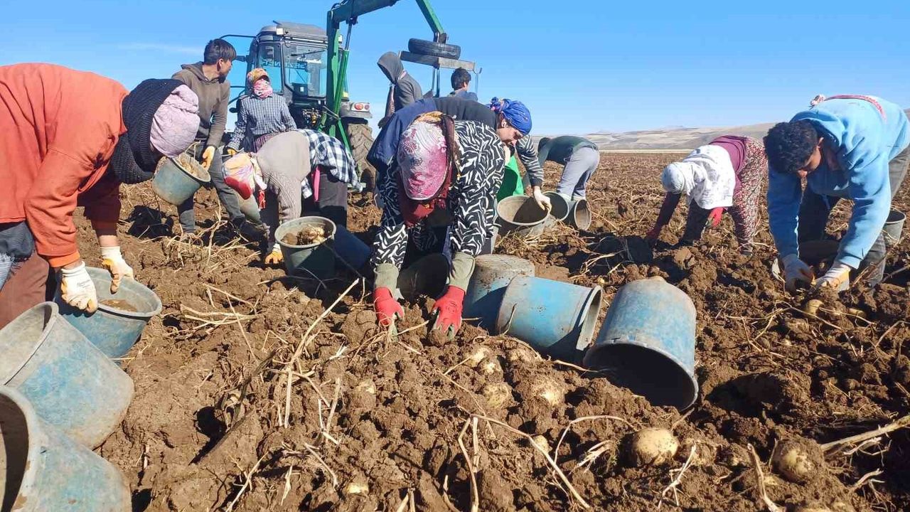 Malazgirt’te ilk kez ekilen patatesten yüksek verim