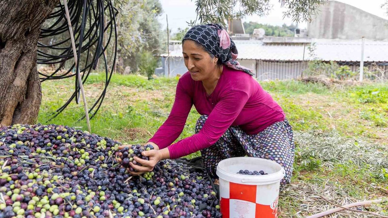 Manavgat Zeytin ve Zeytinyağı Festivali 8-9 Kasım 2025’te geri dönüyor