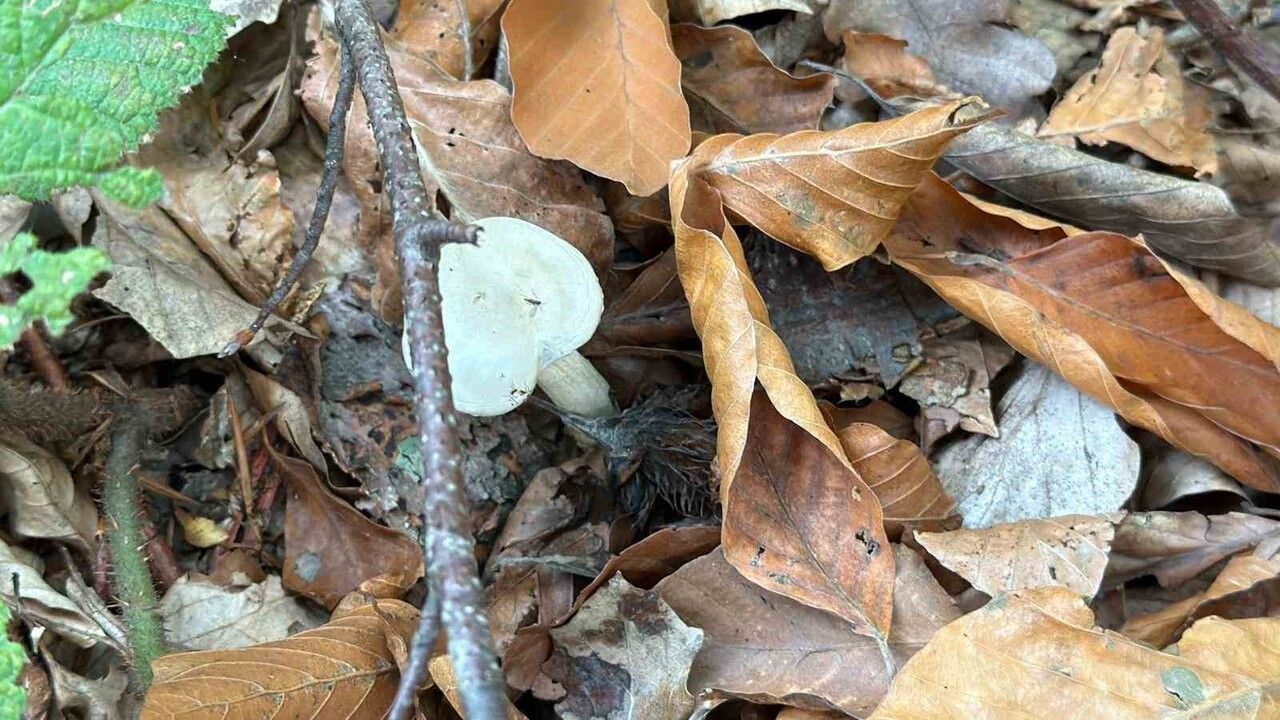 Mantar uyarısı: Ormandan toplanan tüm mantarlar risk taşıyor