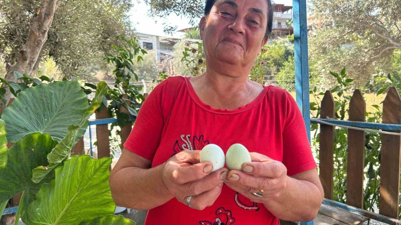Mavi Yumurtaların Sırrı: Nafile Sürmeli'nin Tavukları