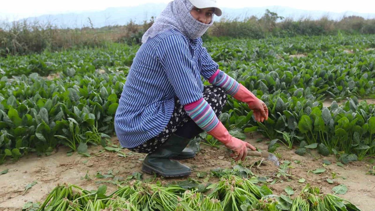 Menemen'de kış ıspanak hasadı sürüyor, tarladan pazara fiyat farkı gündemde