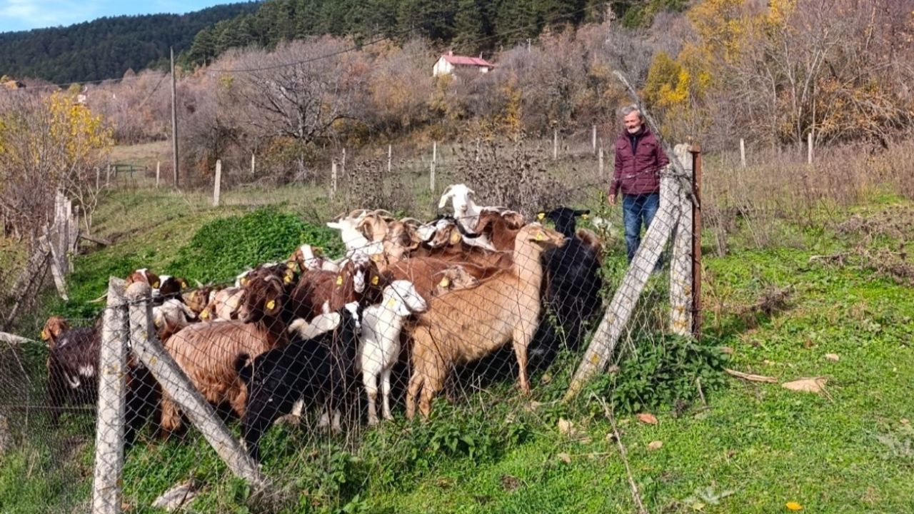 Mengen’de Kayıp 30 Küçükbaş Hayvan Dronla Bulundu
