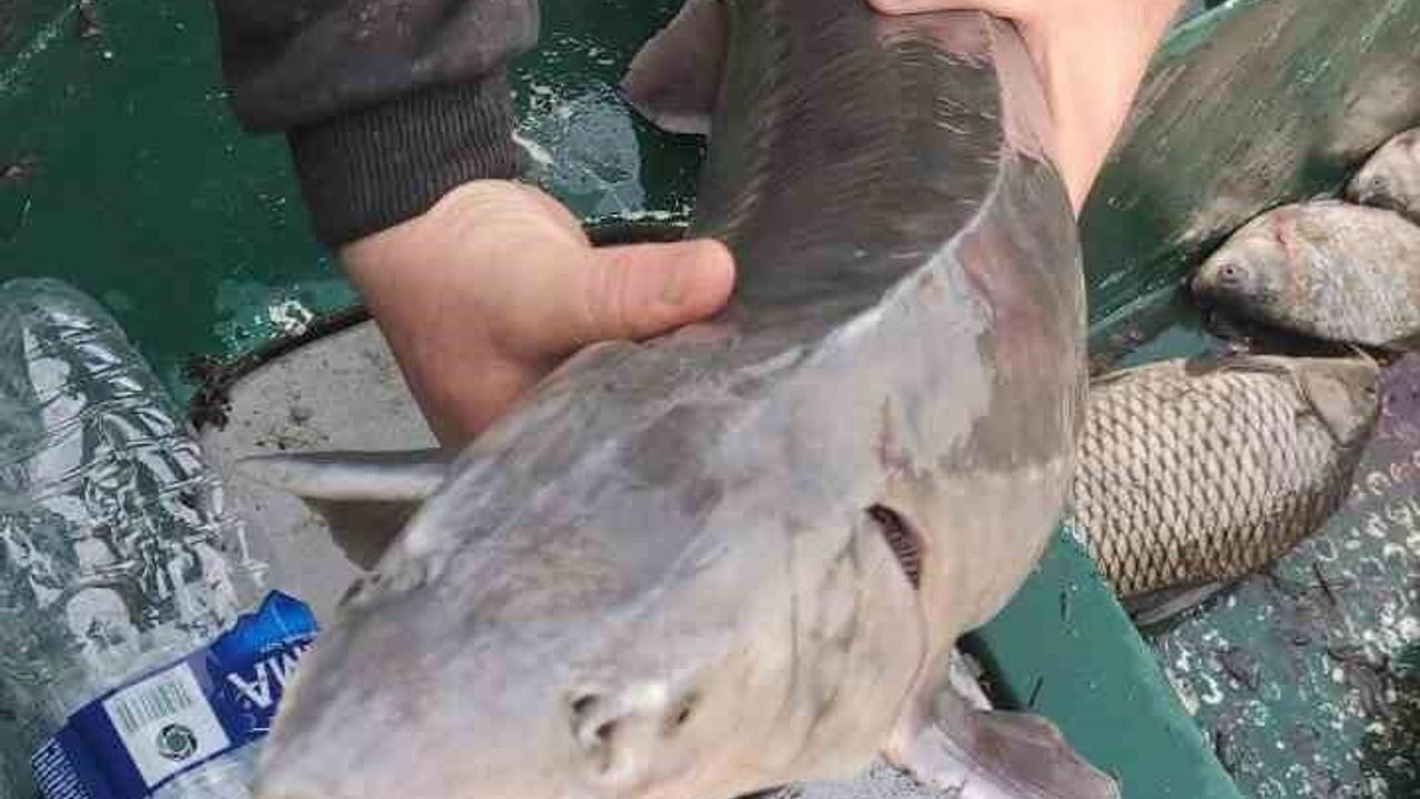 Meriç Nehri'nde yakalanan Mersin balığı İpsala'da koruma altına alındı