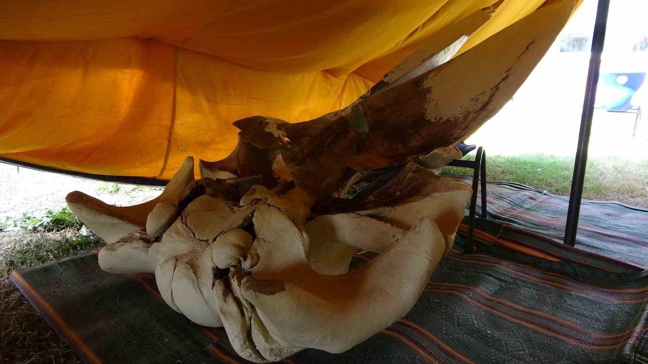 Mersin’de 16 metrelik fin balinasının kemikleri tek tek birleştiriliyor