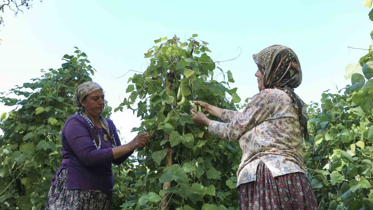 Mersin'de Leklek Fasulyesi tohumları geleceğe taşınıyor