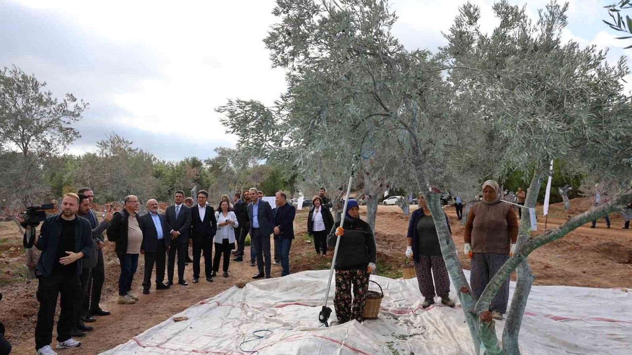 Milas’ta 300 yaşındaki zeytin ağacı rehabilitasyon sahasına taşındı