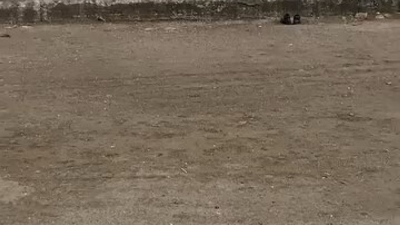 Mudanya Güzelyalı sahilinde oltuya takılan martı vatandaş tarafından kurtarıldı