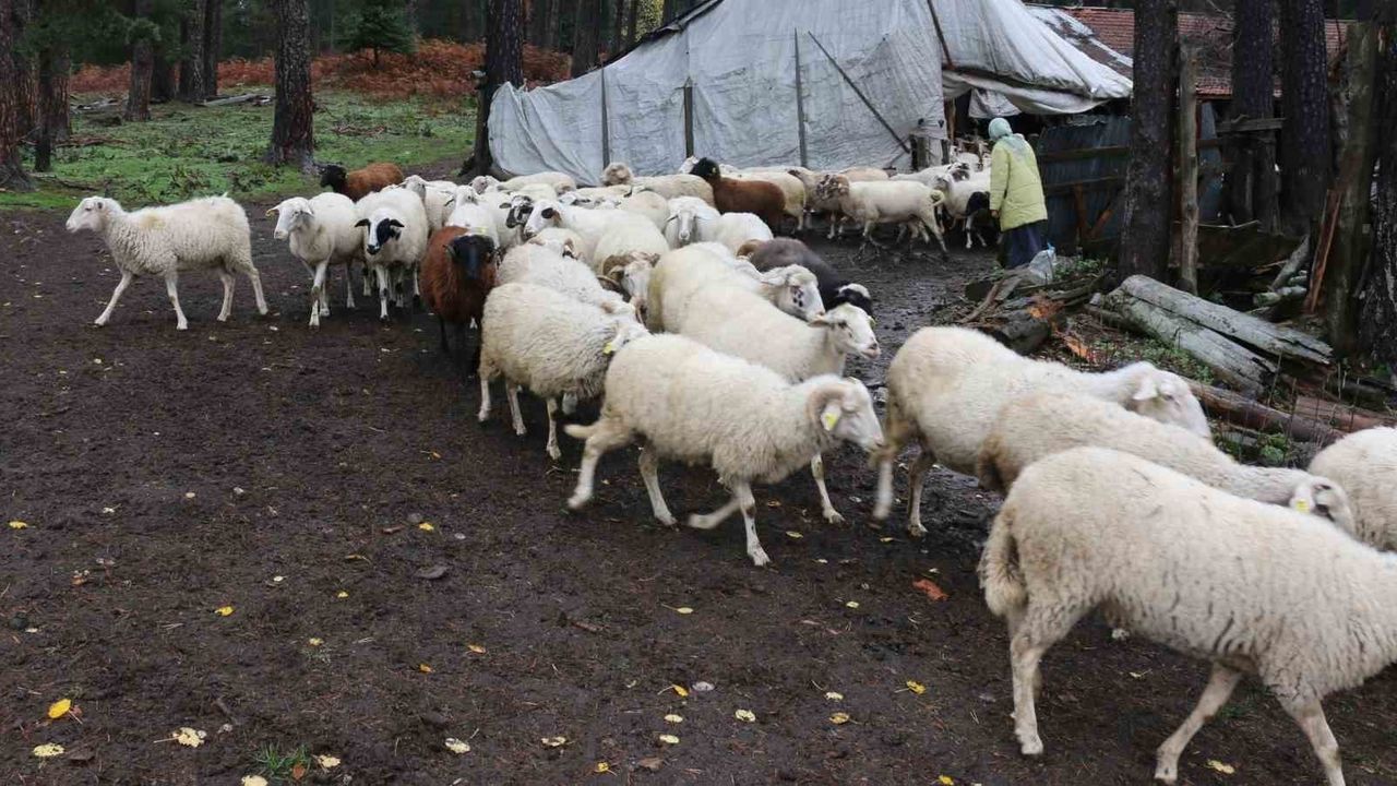 Mudurnu’da yaylalardan köylere kış göçü başladı
