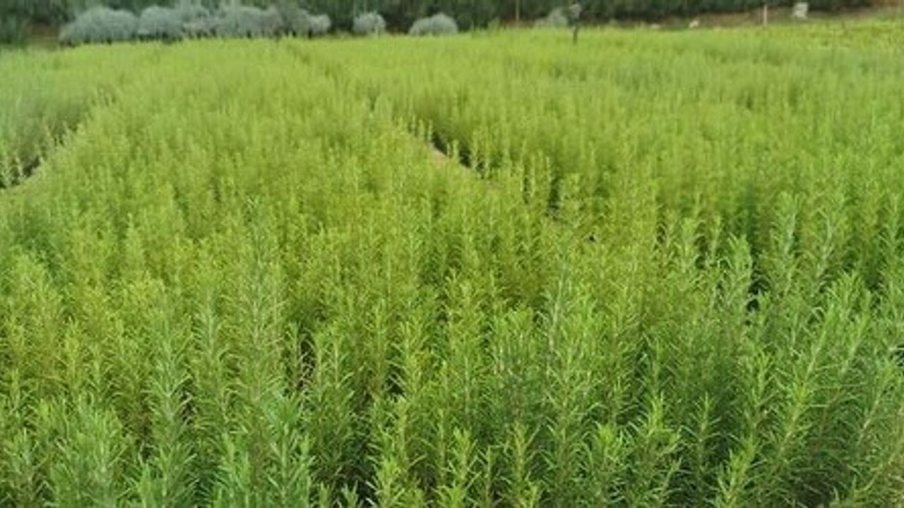 Muğla'da atıl araziler biberiye üretimiyle canlanıyor