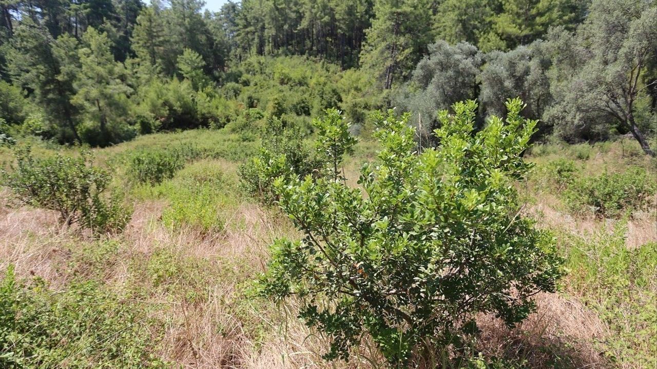 Muğla’da sakız üretimi güçleniyor: 1.500 aşılı fidan yüzde 100 hibeyle dağıtılacak